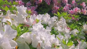 美丽的花