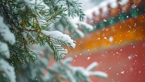 冬季雪景松树风雪