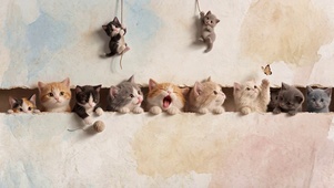 萌萌的小猫