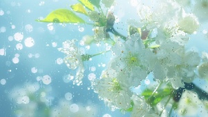 水雾小花