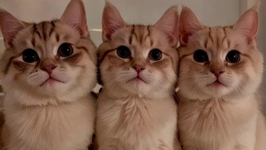 可爱猫咪