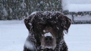 大黑在玩雪