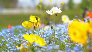 春天花卉花田中的虞美人