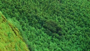 风景