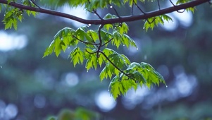 舒适放松雨景