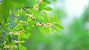 雨中桂花