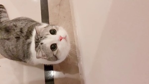 可爱的小泡芙
