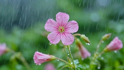 唯美雨中小花4K