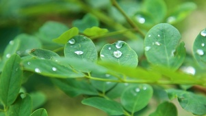 露水绿植