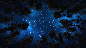 森林星空