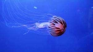 深海水母
