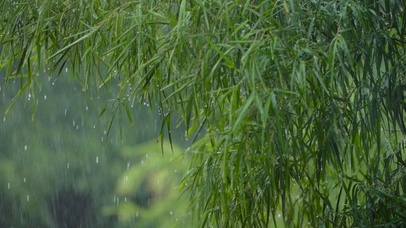 竹叶翠雨