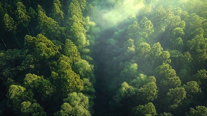 云雾清新绿色森林