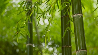 热门雨中竹林动态桌面壁纸图片 热门动态壁纸下载 元气壁纸