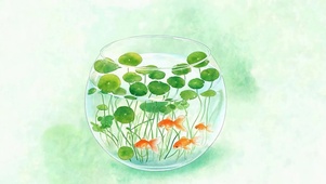 护眼小清新