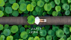 唯美的荷叶