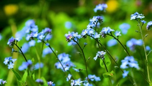 小碎花