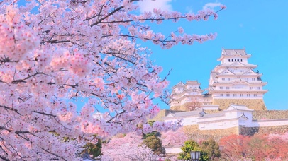 唯美浪漫樱花楼