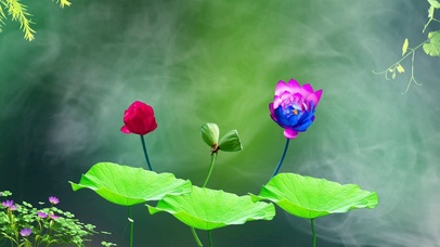 听见花开的声音