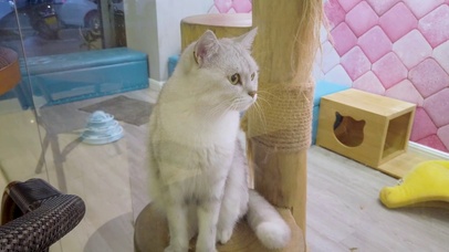 玻璃窗里的小猫咪