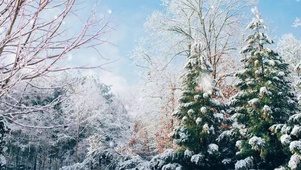 唯美初雪自然风景氛围高质量背景