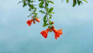 护眼红花草