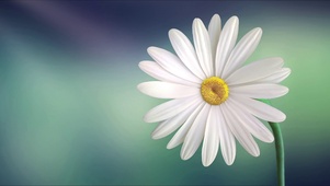 小雏菊与阳光
