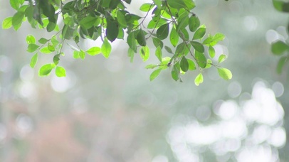 4k春天晴天阳光树叶子