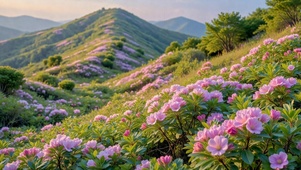 雨后青山粉花海