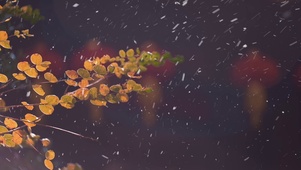 冬天孤独冷清氛围大雪中红灯笼
