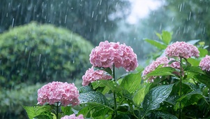 雨落绣球枝