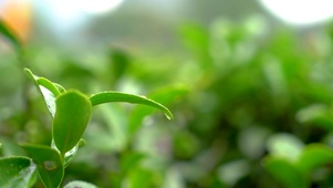 唯美茶树叶上的水滴护眼