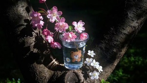 尝一口春天小野花