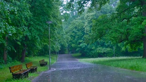 雨天树林