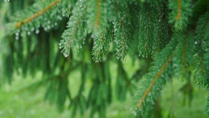 护眼雨中绿树