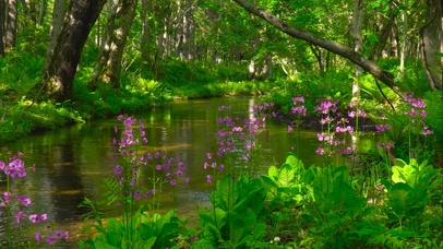幽静的绿林流水