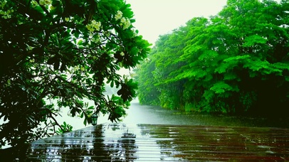 雨天树林湖边
