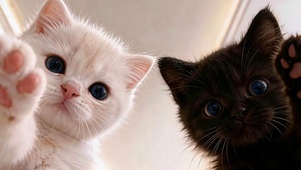 黑白小奶猫