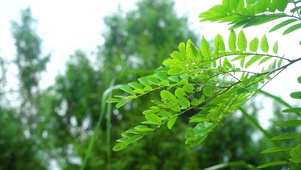 夏日雨天植物