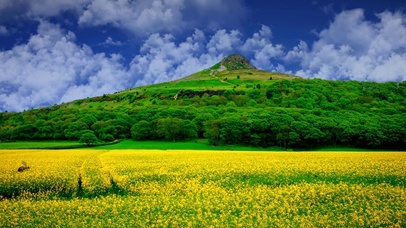 油菜花田
