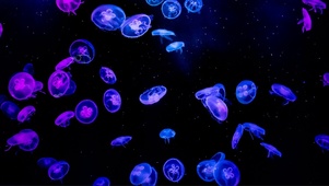 海洋馆水母