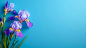 清新治愈鸢尾花