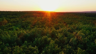 4K治愈夕阳树梢