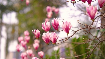 广玉兰花