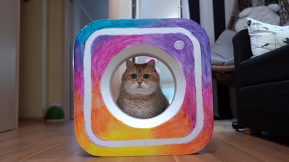 猫咪