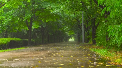 雨天绿林路