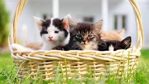 一篮小猫