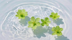 水面绿色小花