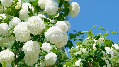 白色绣球花树