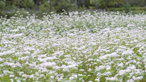 白色的花丛